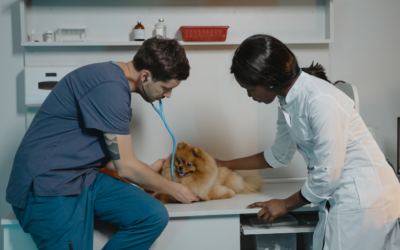 Compassion Fatigue in the Veterinary Industry – We are human too