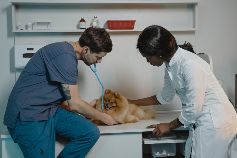 Compassion Fatigue in the Veterinary Industry – We are human too